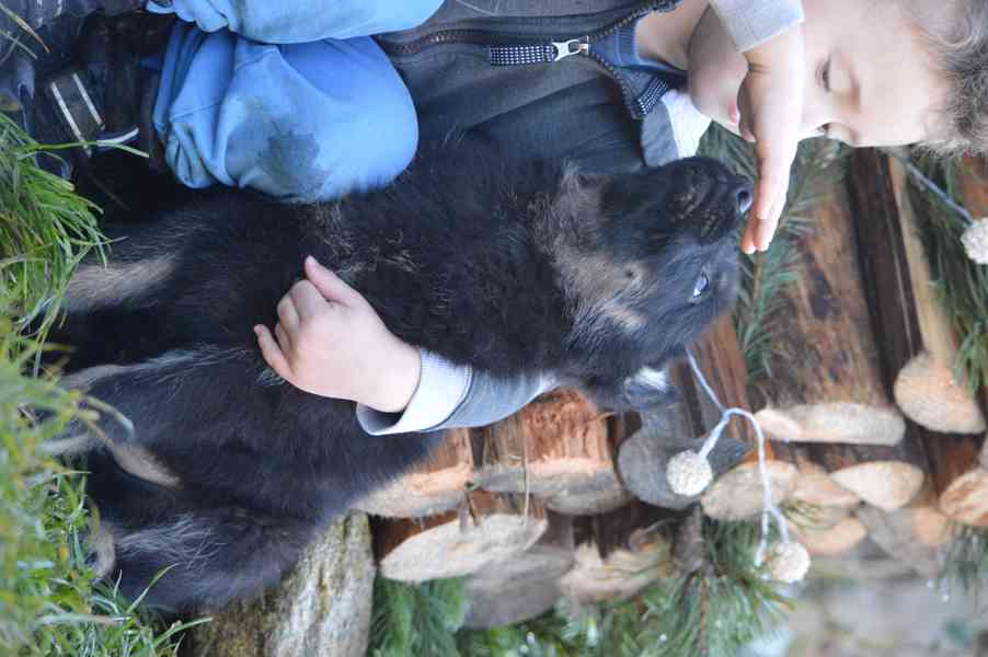 Německý ovčák - foto 9