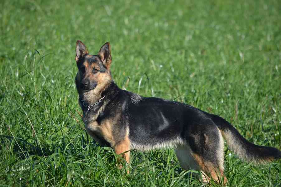 Německý ovčák - foto 16