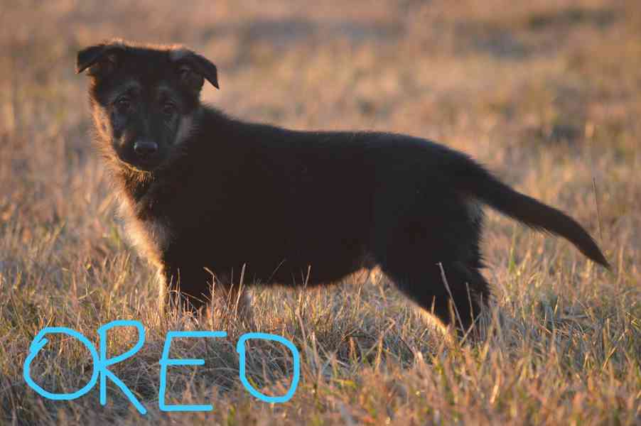 Německý ovčák - foto 3