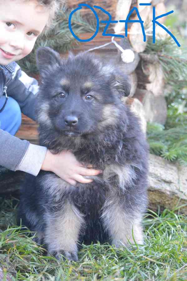Německý ovčák - foto 13