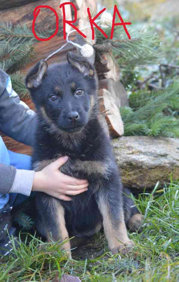 Německý ovčák - foto 11