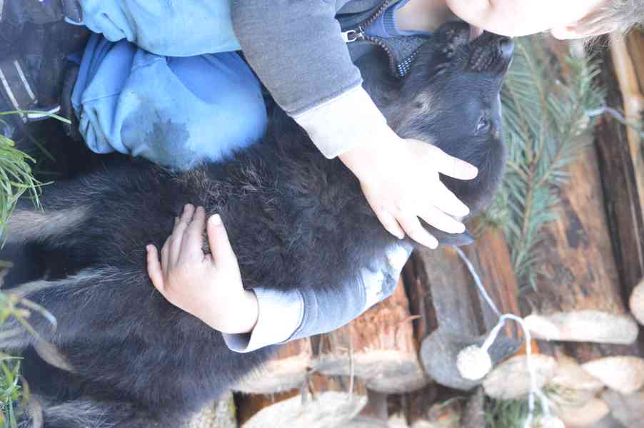 Německý ovčák - foto 8