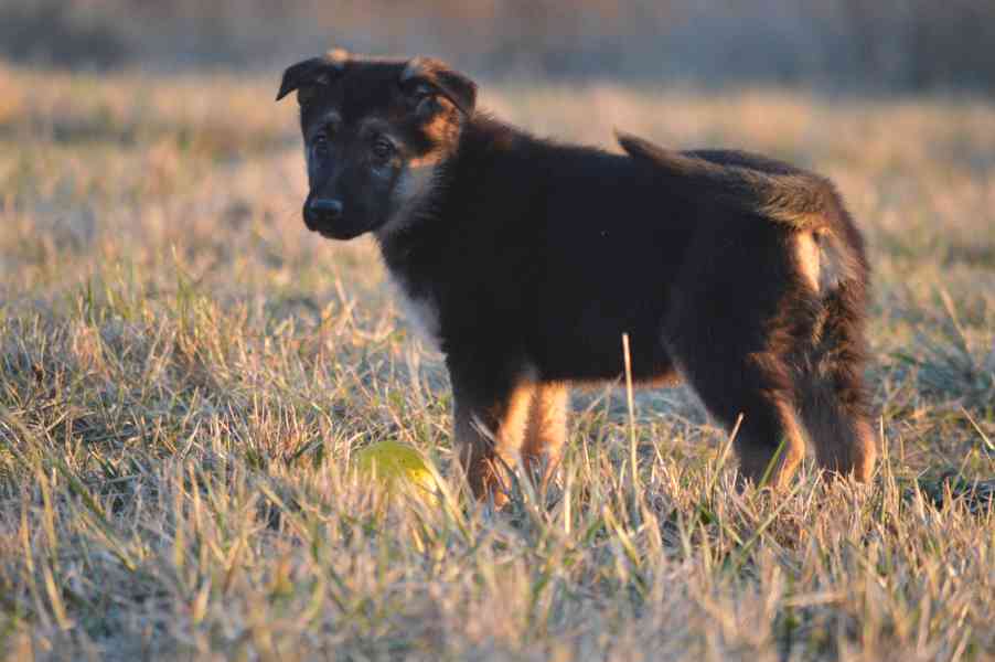 Německý ovčák - foto 4