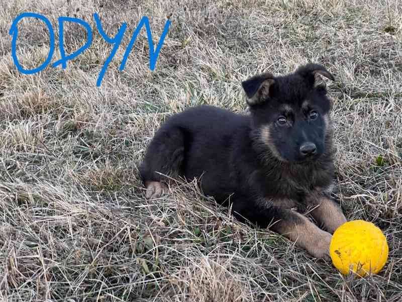 Německý ovčák - foto 8