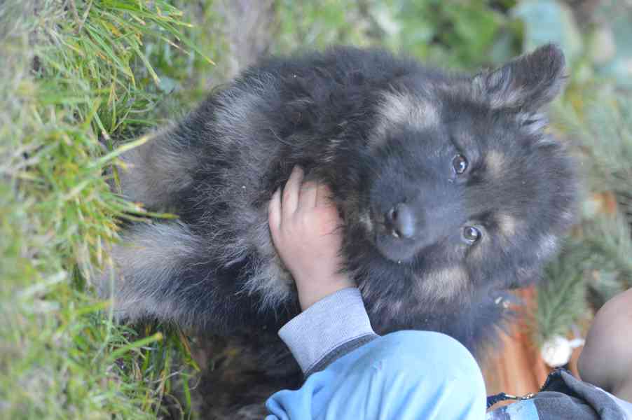 Německý ovčák - foto 14