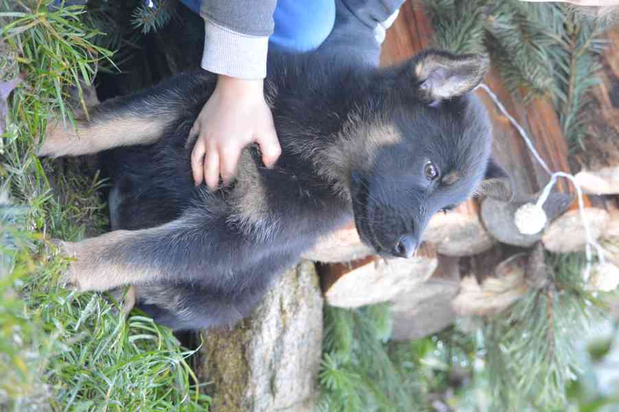 Německý ovčák - foto 12