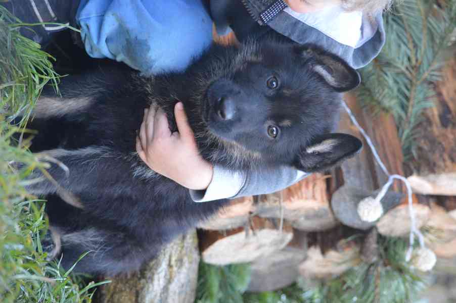 Německý ovčák - foto 7