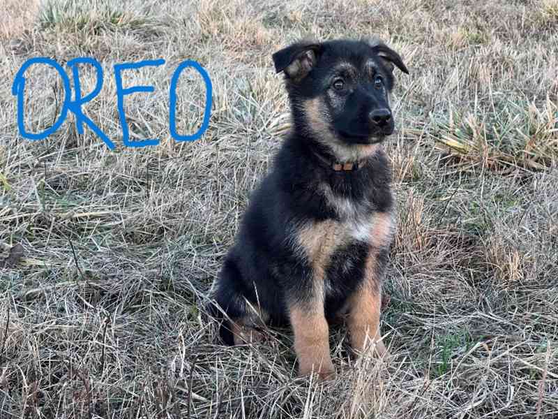 Německý ovčák - foto 6