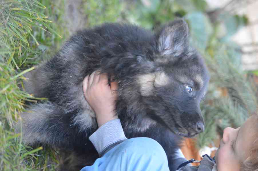 Německý ovčák - foto 15