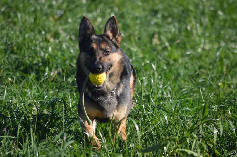 Německý ovčák - foto 17