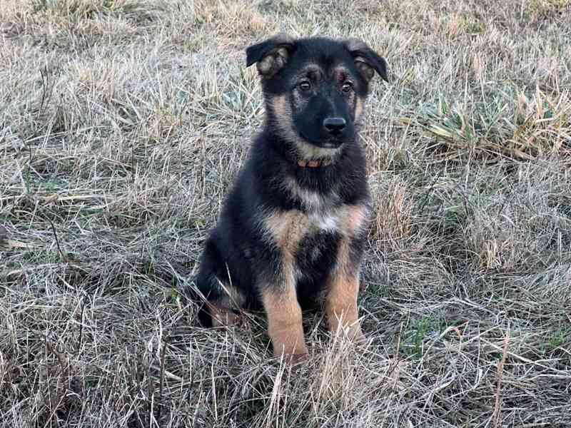 Německý ovčák - foto 7