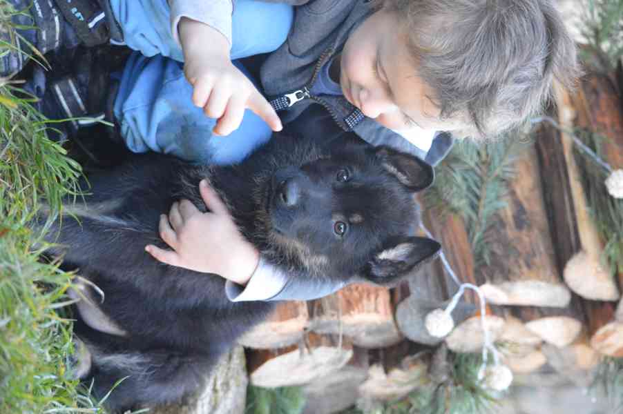 Německý ovčák - foto 10