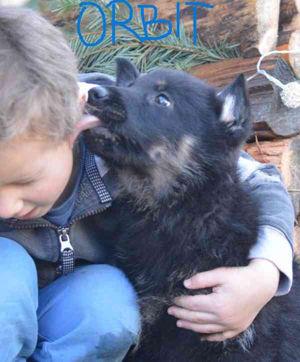 Německý ovčák - foto 6