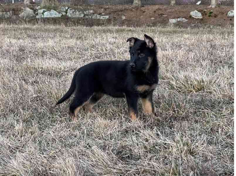 Německý ovčák - foto 11