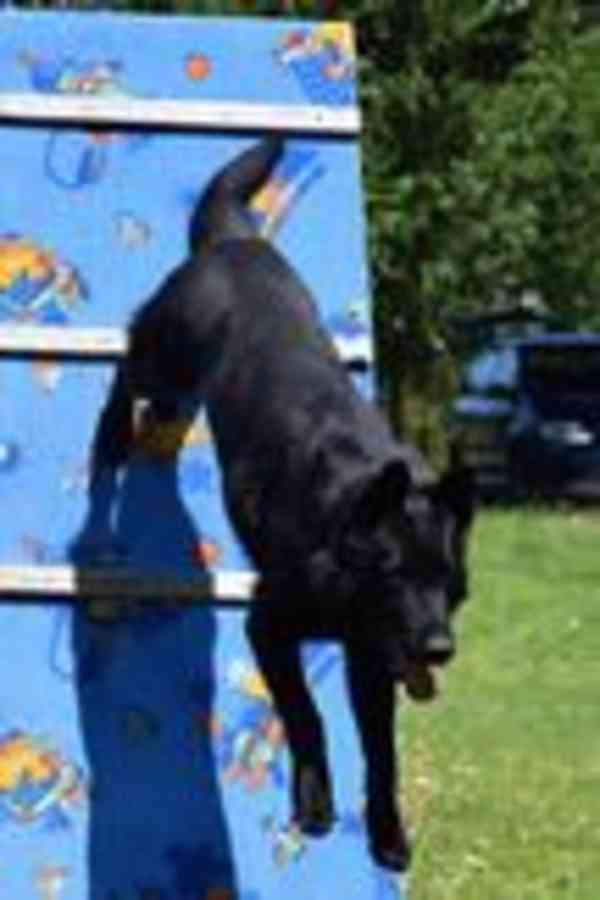 Německý ovčák - foto 19