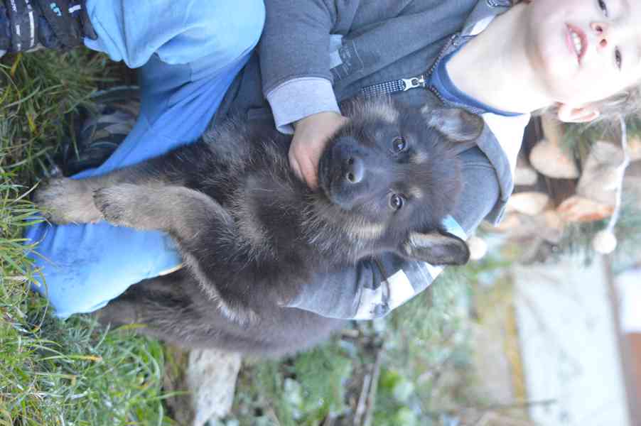 Německý ovčák - foto 4