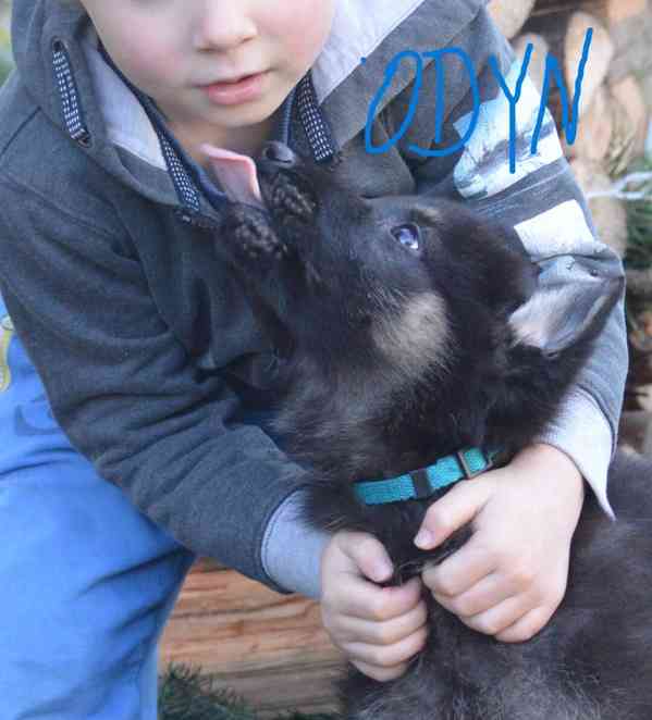 Německý ovčák - foto 3