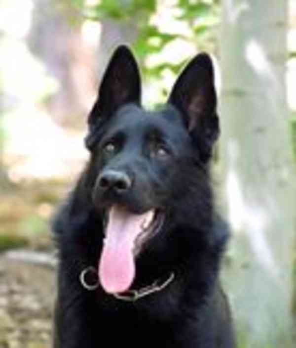 Německý ovčák - foto 18