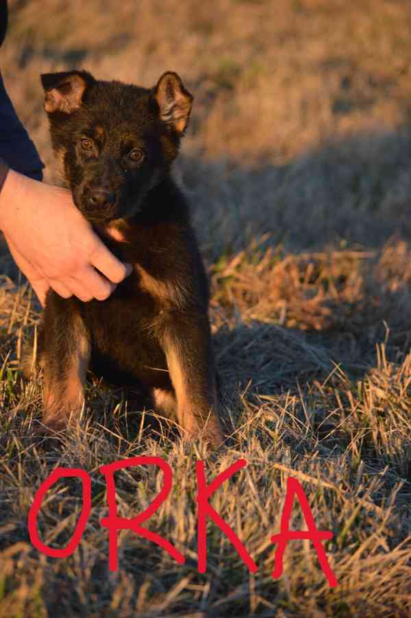 Německý ovčák - foto 2