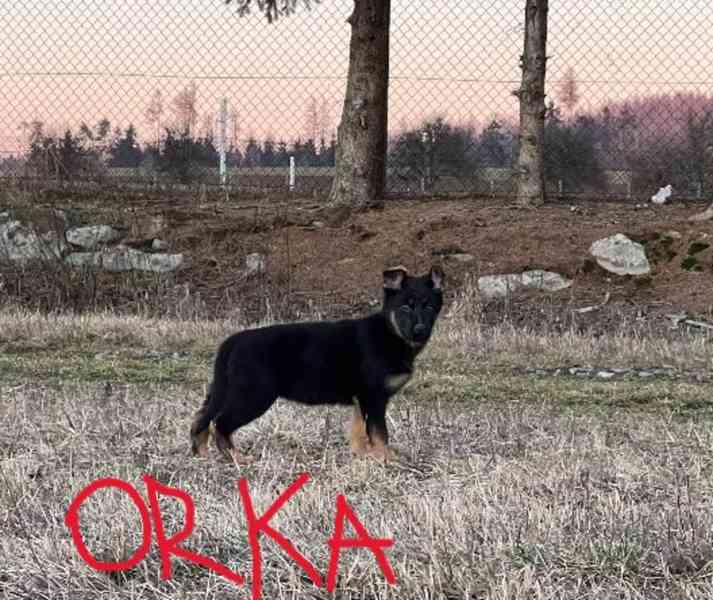 Německý ovčák - foto 9