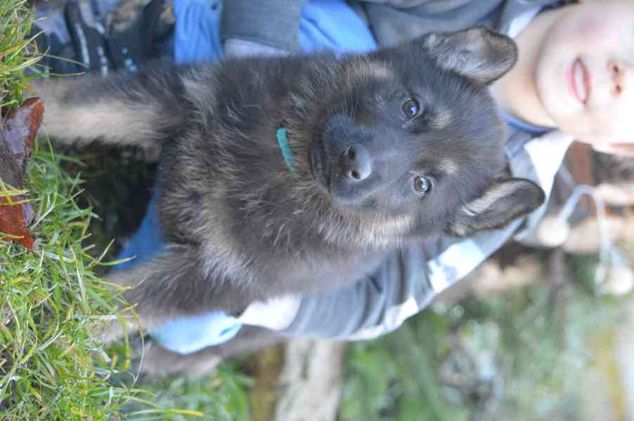 Německý ovčák - foto 5