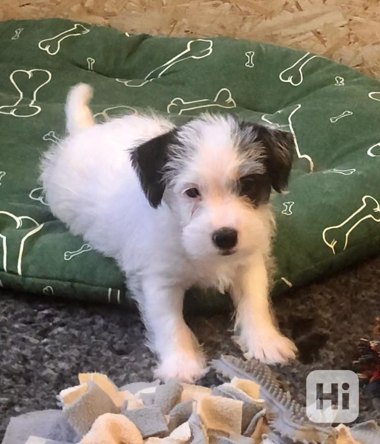 Štěně - pejsek Jack Russell Teriér s PP - foto 1
