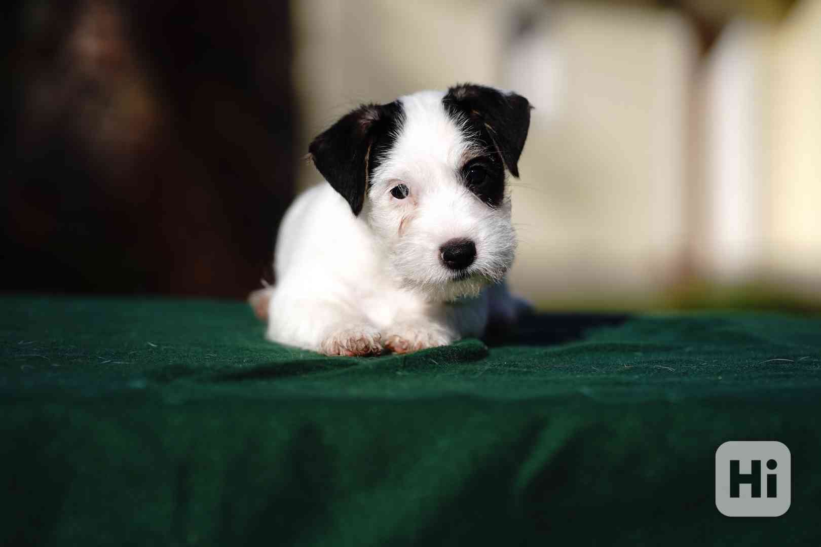 Štěně - pejsek Jack Russell Teriér s PP - foto 1