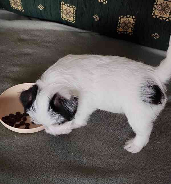 Štěně - pejsek Jack Russell Teriér s PP - foto 2