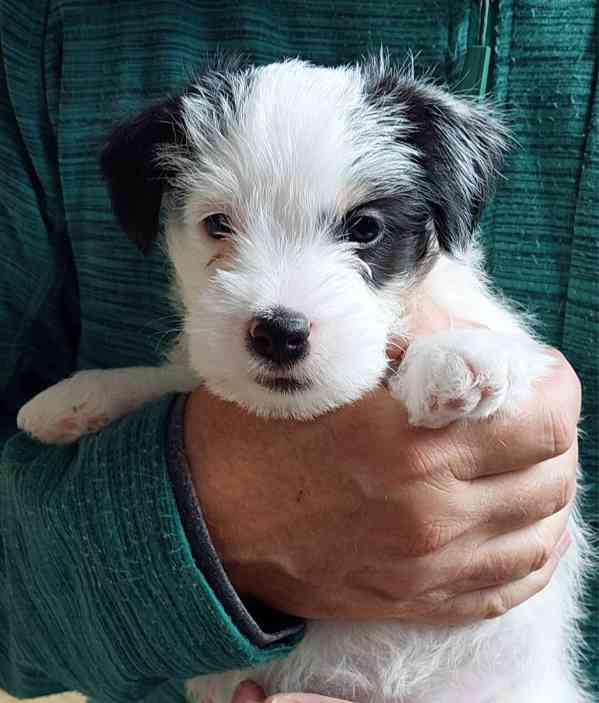 Štěně - pejsek Jack Russell Teriér s PP - foto 3