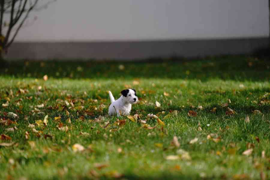 Štěně - pejsek Jack Russell Teriér s PP - foto 6