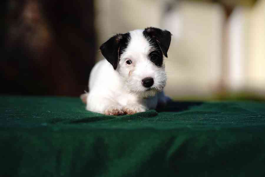 Štěně - pejsek Jack Russell Teriér s PP - foto 1