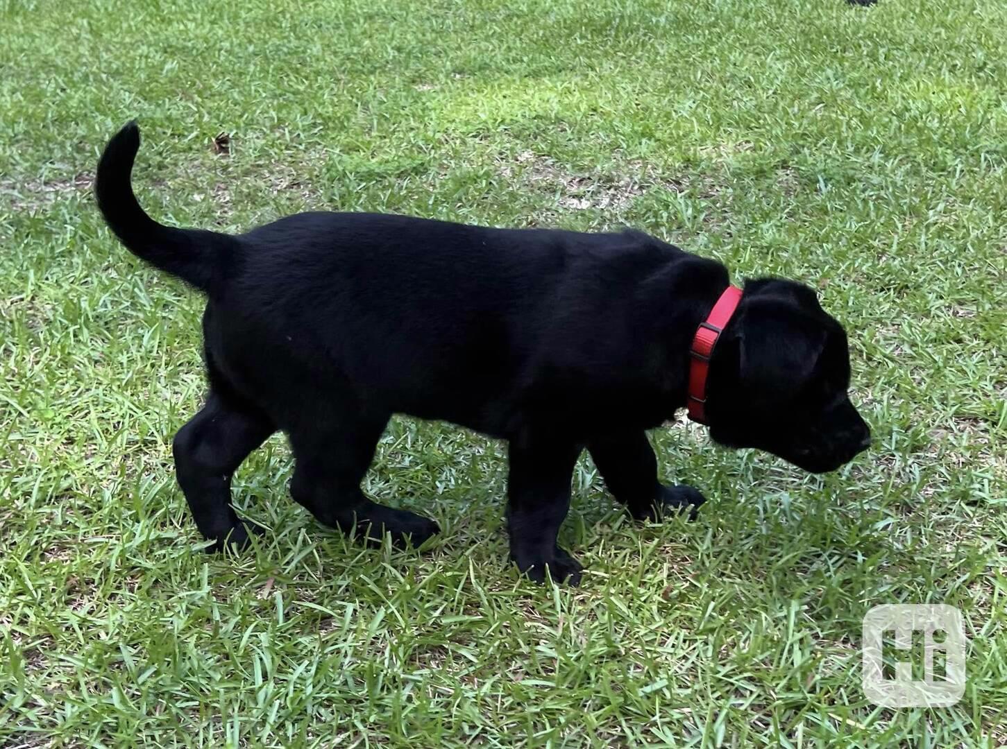 štenata labradora - foto 1