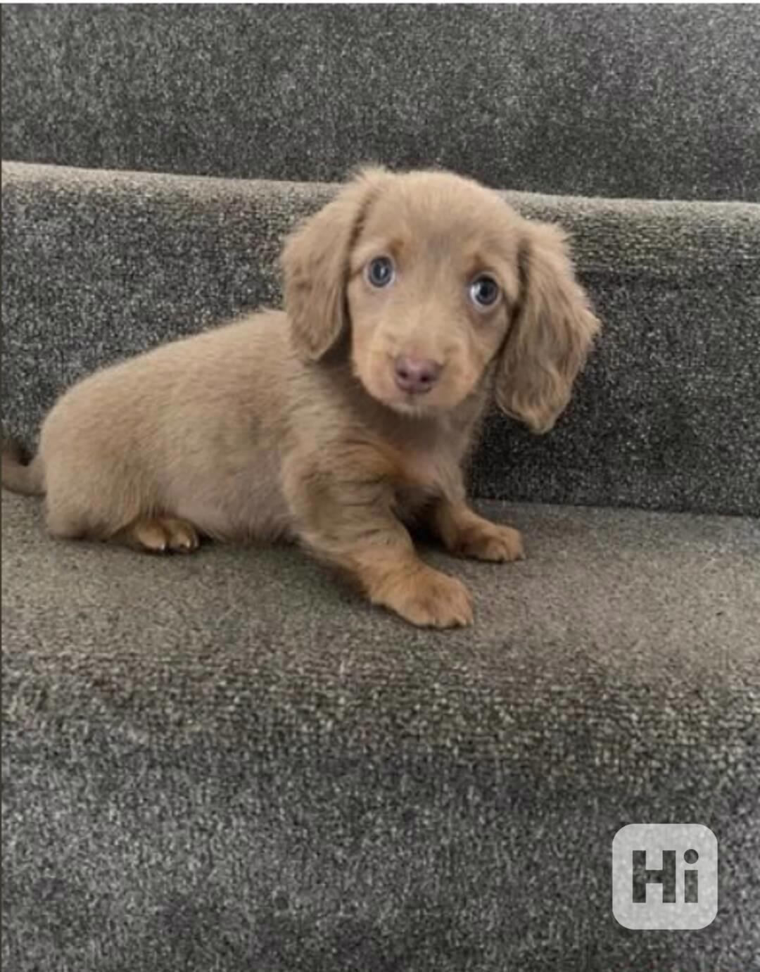 Štěňata dlouhosrstého jezevčíka k adopci - foto 1