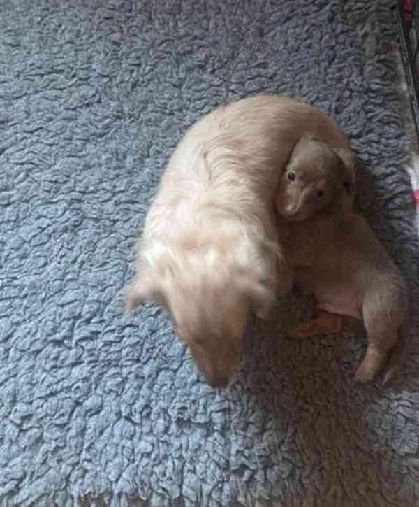 Štěňata dlouhosrstého jezevčíka k adopci - foto 5