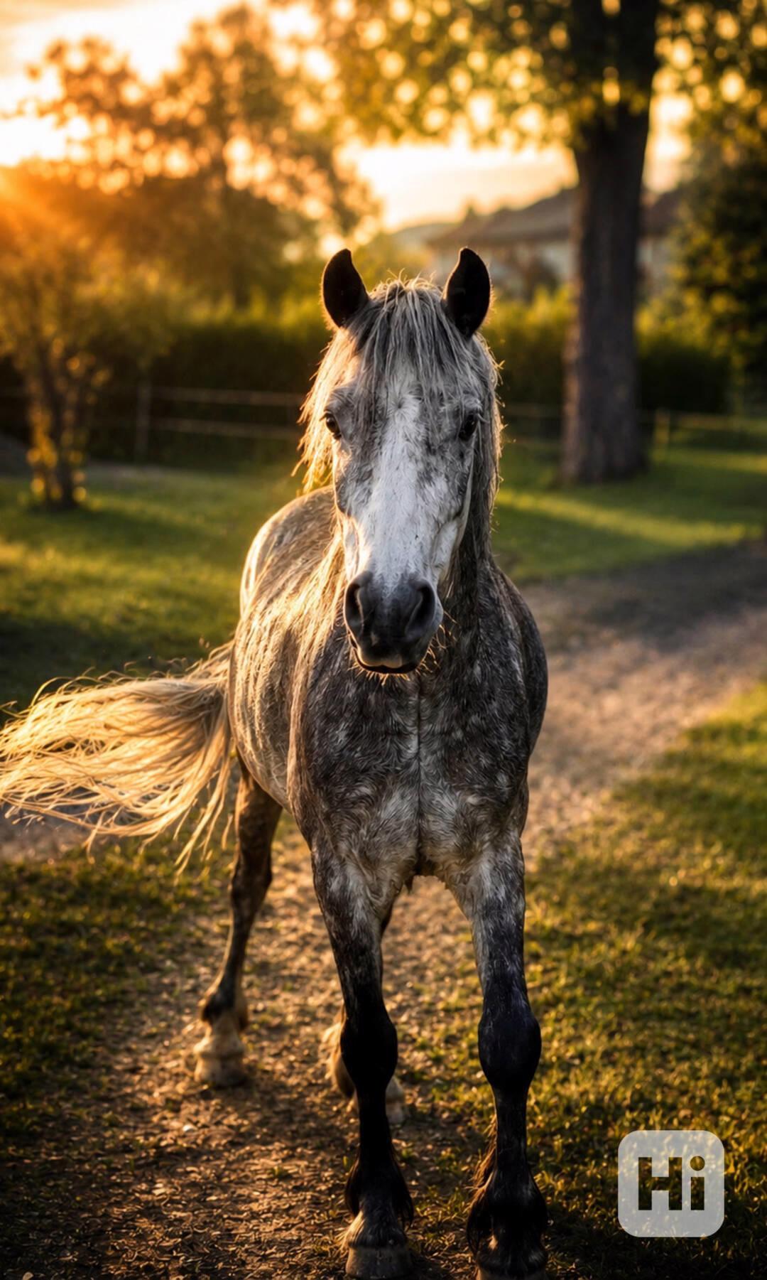 Pony valach  - foto 1