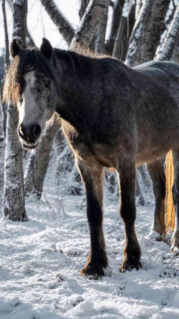 Pony valach  - foto 4