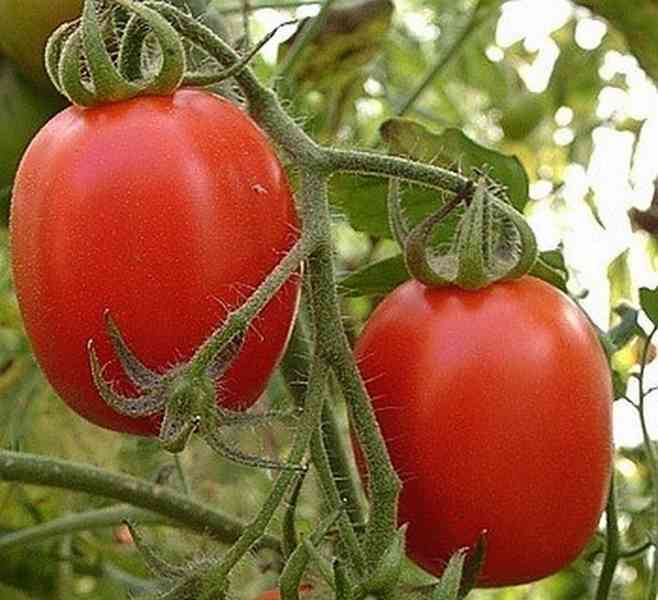 semena rajče Salus