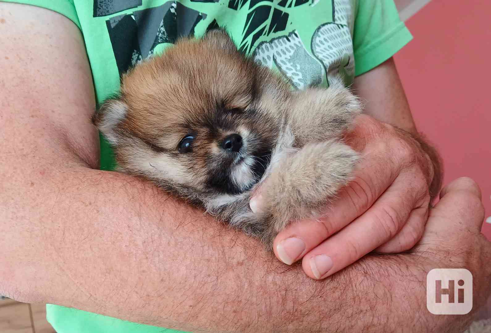 Pomerania pejsek - foto 1