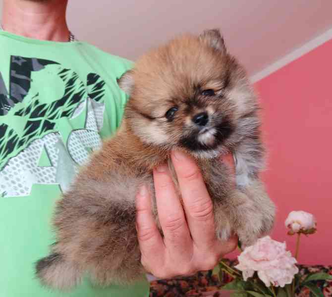 Pomerania pejsek - foto 2
