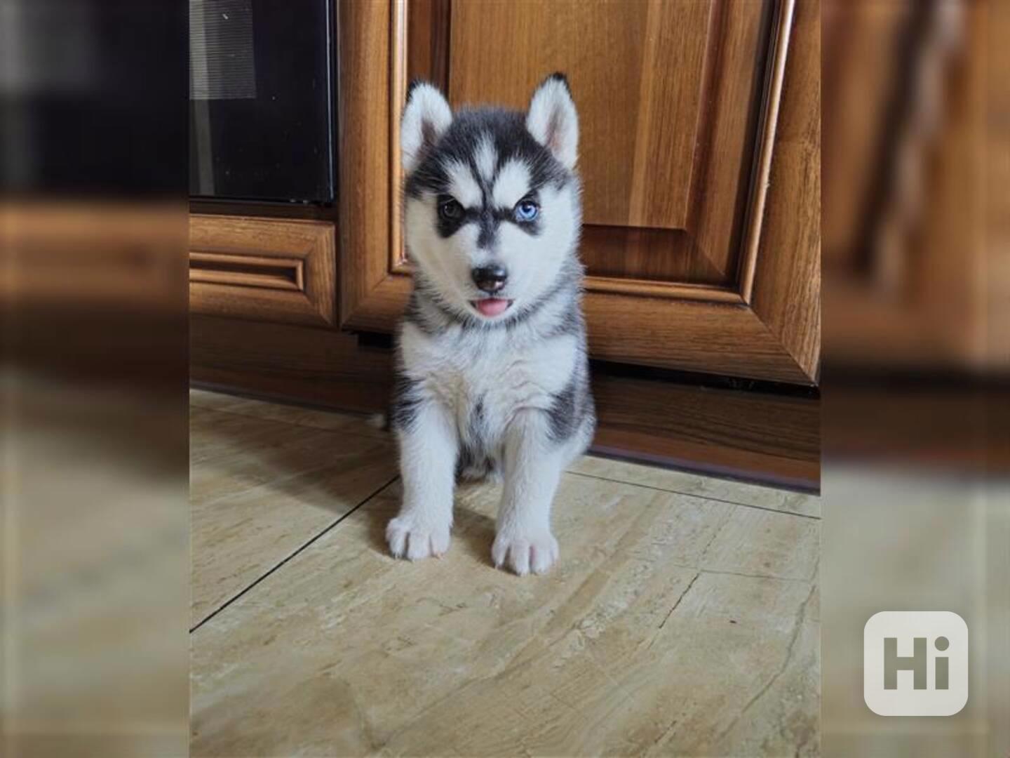 Štěňata sibiřského husky na prodej. - foto 1