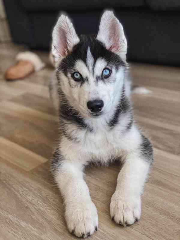 Štěňata sibiřského husky na prodej. - foto 2