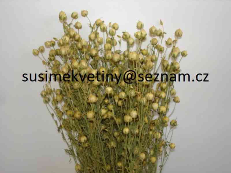 Sušené květiny - Statice, Smilek, Slaměnky, Řebříček, Len - foto 9