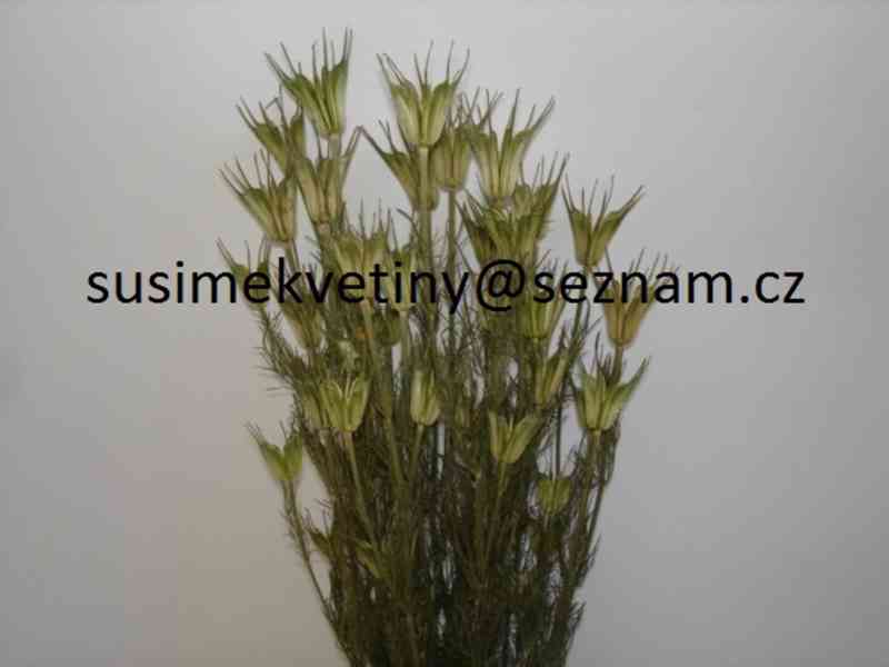 Sušené květiny - Statice, Smilek, Slaměnky, Řebříček, Len - foto 4