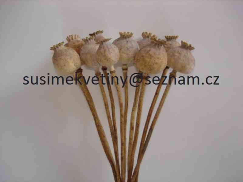 Sušené květiny - Statice, Smilek, Slaměnky, Řebříček, Len - foto 11