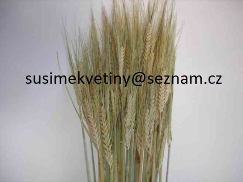 Sušené květiny - Statice, Smilek, Slaměnky, Řebříček, Len - foto 7
