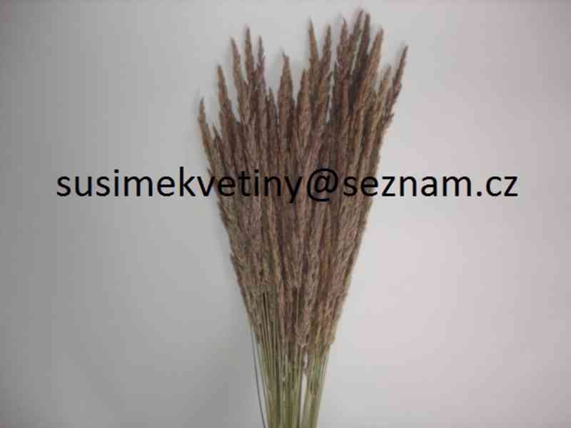 Sušené květiny - Statice, Smilek, Slaměnky, Řebříček, Len - foto 8