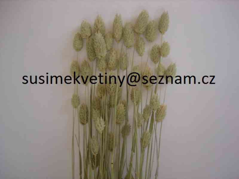 Sušené květiny - Statice, Smilek, Slaměnky, Řebříček, Len - foto 13