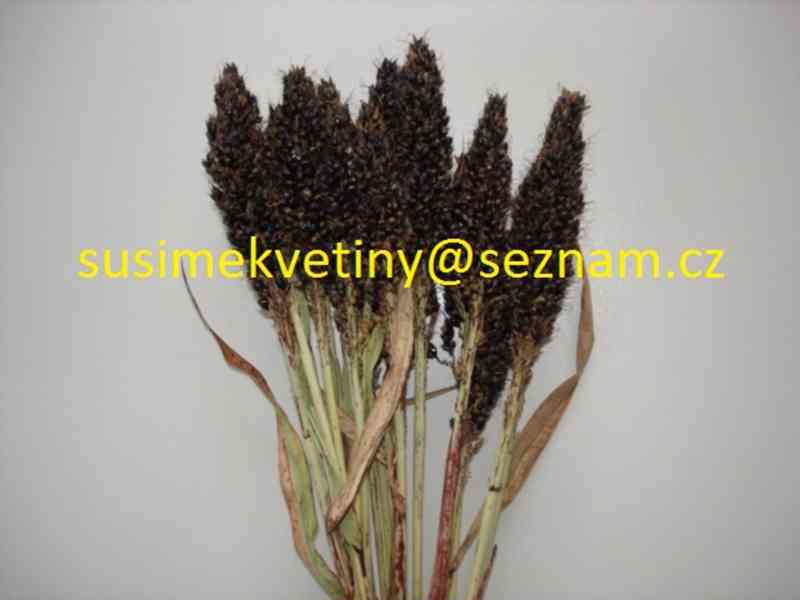 Sušené květiny - Statice, Smilek, Slaměnky, Řebříček, Len - foto 5