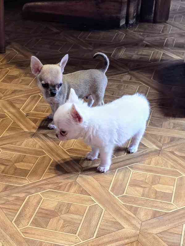 Štěňata čivavy k adopci zdarma - foto 1