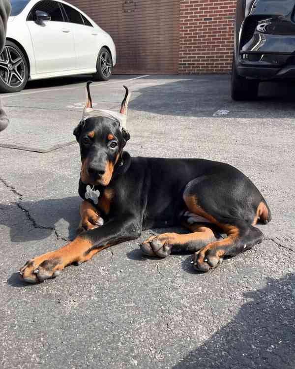 Štěně dobermana k ochraně. - foto 2